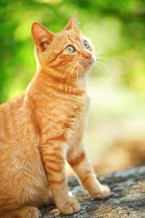  Domestic cat outdoors