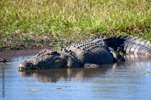 Plakat Dziki krokodyl do opalania