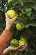 A hand picking quinces from the tree