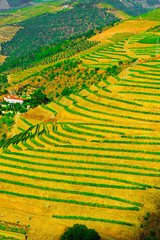 Canvas Print - Hills of Portugal