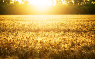 Wall Mural - Wheat and sun