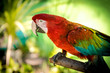 Red-and-green macaw (Ara-chloropterus)