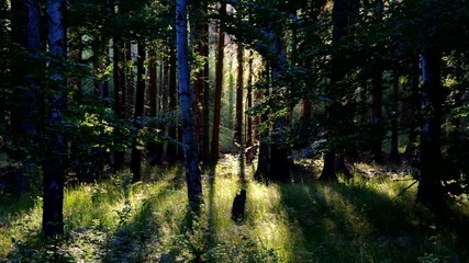 Poster - Wald mit Sonnenstrahlen vid 01