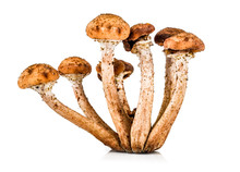 Mushroom A Honey Agaric