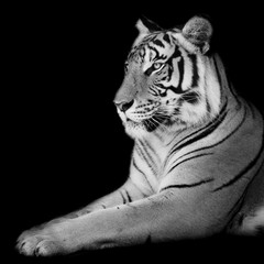 Wall Mural - Black & White Beautiful tiger - isolated on black background