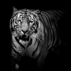 Papier Peint - Close up black & white tiger growl isolated on black background