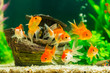 canvas print picture - Goldfish in aquarium with green plants