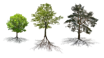 Wall Mural - set of three trees with roots isolated on white