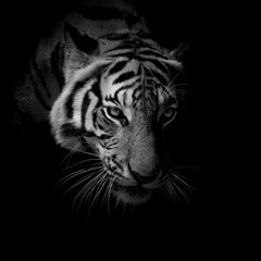 Wall Mural - black & white close up face tiger isolated on black background