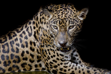 Wall Mural - Leopard portrait isolate on black background