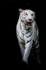 Wall Mural - White tiger walking isolated on black background