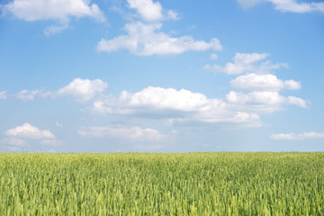 Wall Mural - wheat field