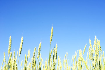 Wall Mural - wheat field