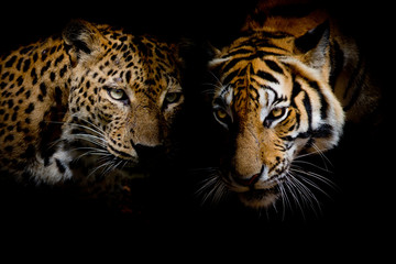 Wall Mural - Leopard with blue eyes & Tiger isolate black background