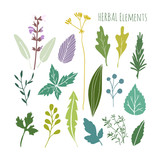 Set of hand drawn herbal graphic elements, leaves, vector