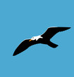 Soaring seagull in blue sky, seabird isolated on blue background