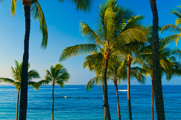 Wall Mural - Palm trees on an exotic beach.