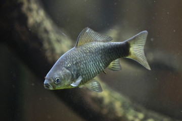 Sticker - Prussian carp (Carassius gibelio).