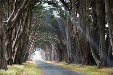 Road Covered By A Canopy Of Trees.