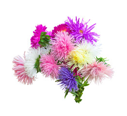 Wall Mural - colorful asters on a white