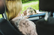 © Westend61 - Girl saying goodbye to leaving mother in car