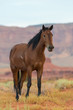 © Don Landwehrle - Wild horse in Monument Valley, Arizona, USA