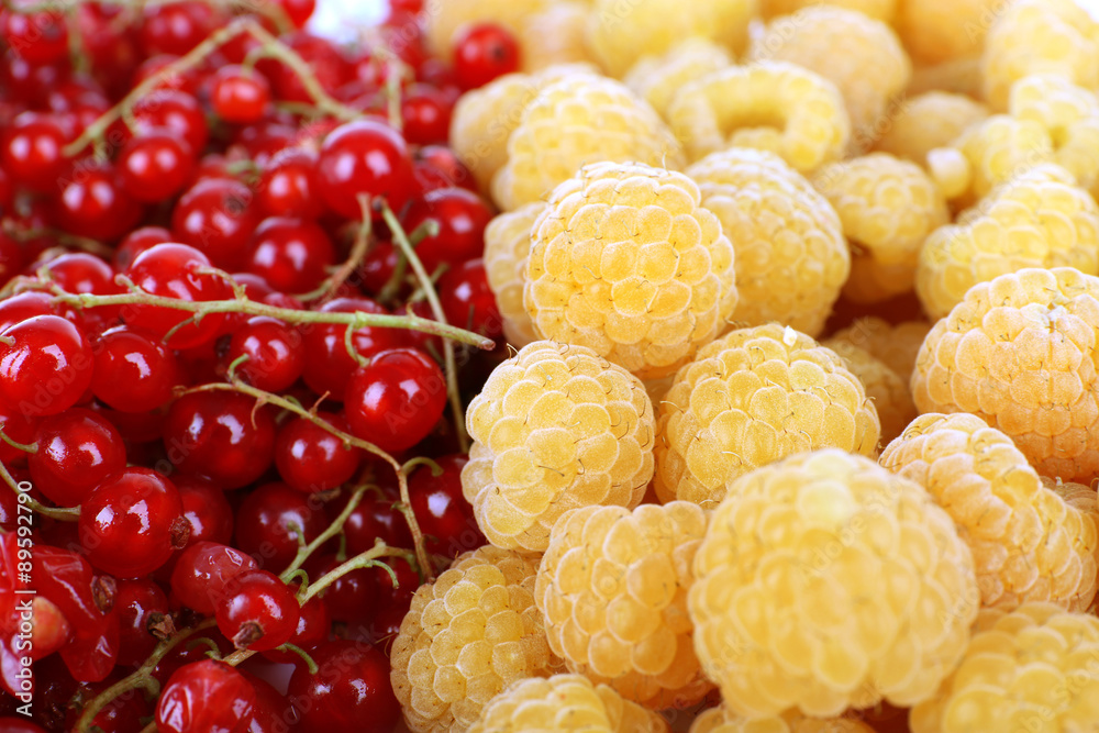 Mix of different berries as background