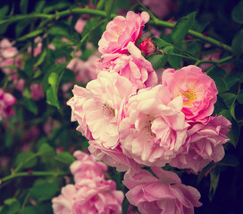 Wall Mural - Pink flowers on the rose bush in garden, summer time