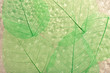 © Africa Studio - Abstract skeleton leaves background