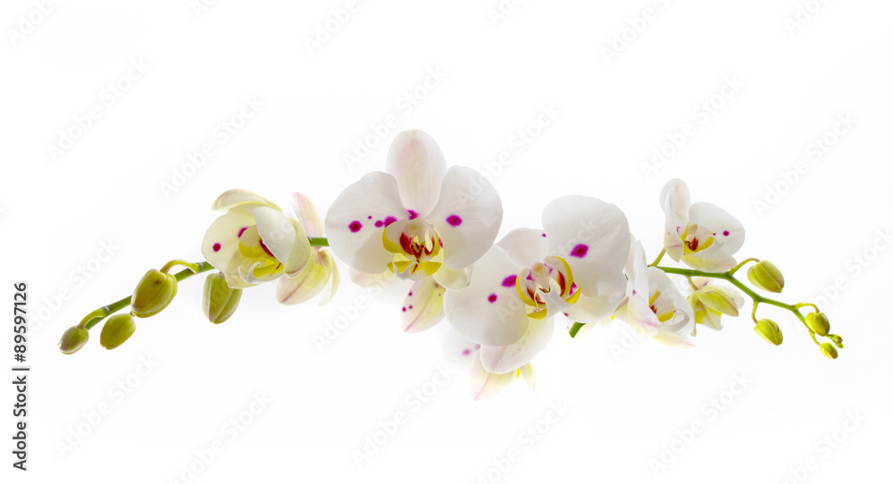 Beautiful White Orchid Flower over White Background - obrazy, fototapety, plakaty 