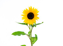 Sunflower In Front Of White Background
