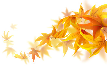 Wall Mural - autumn maple leaves falling and spinning isolated on white