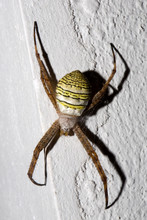 Spider Genus Argiope, Provinc Bali,Nusa Penida, Indonesia