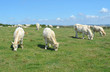 Vaches charolaises broutant paisiblement dans les prés de Camiers (Pas de Calais )