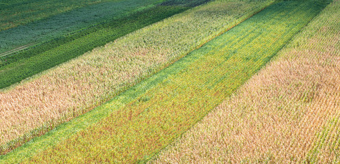 Wall Mural - soybeans and field corn