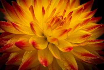 Wall Mural - Closeup of a Beautiful Dahlia Flower in Yellow and Red with Dark Background