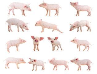 Sticker - pigs