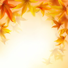 Wall Mural - autumn background with falling maple leaves