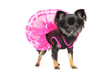 Chihuahua Fashionable Dog Clothes
