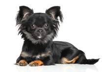 Long-Haired Chihuahua Puppy