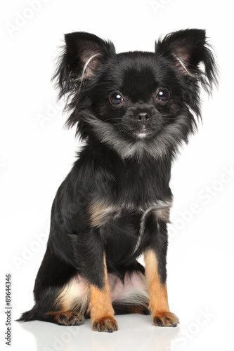 Long Haired Chihuahua Buy This Stock Photo And Explore Similar