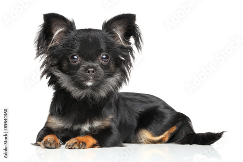 Long Haired Chihuahua Puppy Buy This Stock Photo And Explore