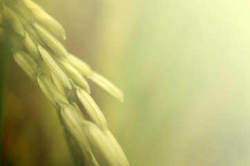 Paddy rice field , soft color background