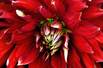 Wall Mural - Red flower close-up. Macro. Dahlia.
