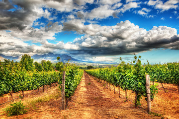 Poster - South African vineyards