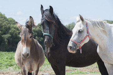 Two horses and a donkey..