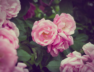 Wall Mural - Pink flowers on the rose bush in garden, summer time