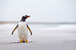 Gentoo Penguin (Pygoscelis papua) standing alone on a white sand