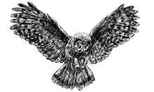 Owl Flying Draw Monochrome Vector Illustration.