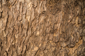 Wall Mural - bark background